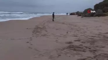 Şile'de ölü yunus sahile vurdu