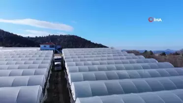 Bilecik'te 45 Milyon Kök Marul Hasadı Yapılıyor