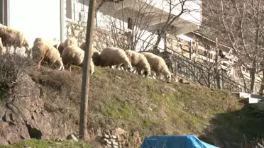 Erzincan İliç'te maden faciası: İşçilerin çoğu hayvancılık yapıyordu