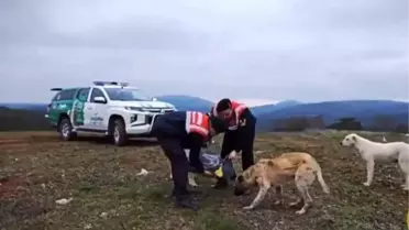 Bilecik Jandarma Ekipleri Sokak Hayvanlarına Mama Verdi