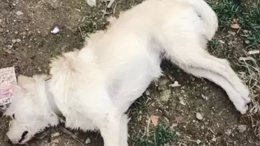 Gökçeada'da 14 Köpek Zehirlenerek Öldürüldü