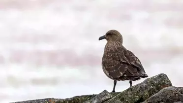 Antarktika'da İlk Kez Kuş Gribi (H5N1) Tespit Edildi