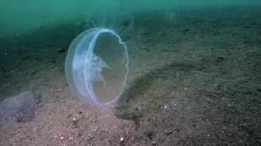 Marmara Denizi'nde Denizanası Popülasyonu Artıyor