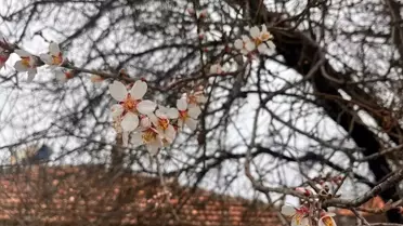 Burdur'da Badem Ağaçları Erken Çiçek Açtı