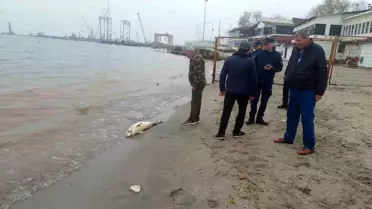 Tekirdağ Sahiline Ölü Yunus Balığı Vurdu