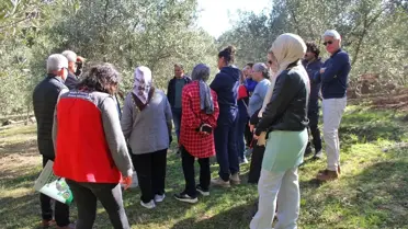 Fethiye'de zeytin budama eğitimi İngilizce ve Almanca'ya da çevrildi