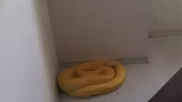 Antalya'da Nesli Tükenme Tehlikesi Altında Bulunan Albino Piton Evde Bulundu
