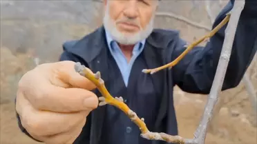 Çorum'un Oğuzlar ilçesinde erik ve badem ağaçları erken çiçek açtı, ceviz ağaçları tomurcuklandı
