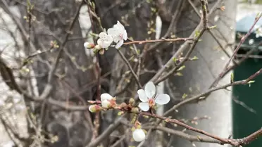 Bolu'da meyve ağaçları çiçek açarken yüksek kesimlerde kar görülüyor