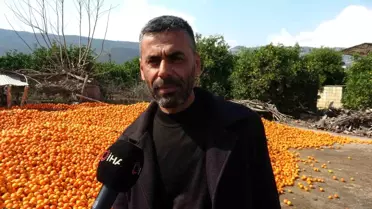 Kozan'da Portakal ve Mandalina Tarlada Kalmaya Başladı