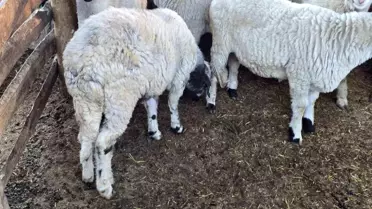 Tokat'ın Erbaa ilçesinde Karayaka koyunu tescillendi