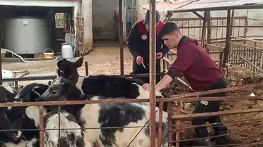 Ortaca İlçe Tarım ve Orman Müdürlüğü, Güzelyurt Mahallesi'nde Şap Aşılama Programı Gerçekleştirdi