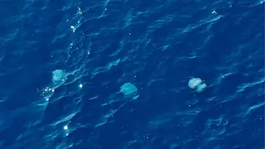 Konyaaltı açıklarında balıkçıların ağlarına denizanası takıldı