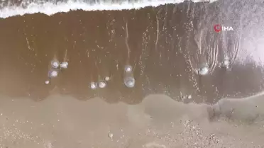 Sahilde korkutan görüntü! Toplayıp gömmeye başladılar