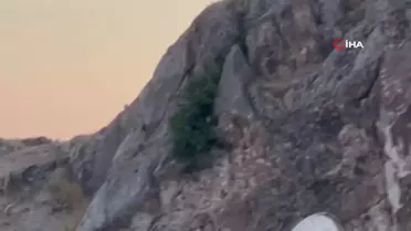 Dağ keçileri sürü halinde Harput'ta görüntülendi