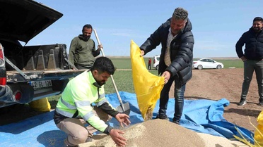 Konya Kulu'da Alternatif Ürün Olarak Anason Ekimi Gerçekleştirildi