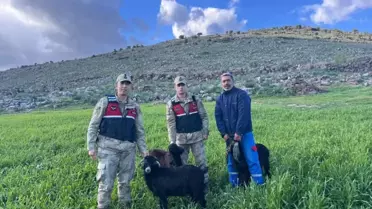 Kilis'te kaybolan 3 küçükbaş hayvan jandarma tarafından bulundu