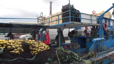 Mersinli balıkçılar 'balon balığı avcılığına yönelik teşvik'ten memnun