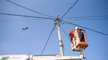 Karacabey'de leylek yuvalarında bahar temizliği yapıldı