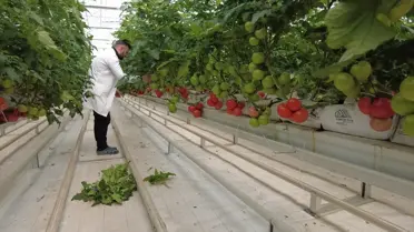 Manisa Kula'da Jeotermal Enerjiyle Üretilen İlk Ürünler Hasat Edildi