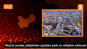 Muş'ta serada yetiştirilen 250 bin çiçek fidesi park ve refüjlere ekilecek