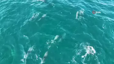 İstanbul'da yunus akını havadan görüntülendi