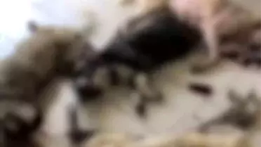 İzmir Kemalpaşa Belediyesi Armutlu Hayvan Barınağı'nda Köpek Katliamı