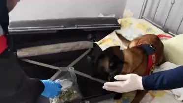 Zonguldak'ta Uyuşturucu Operasyonunda Çok Sayıda Madde Ele Geçirildi