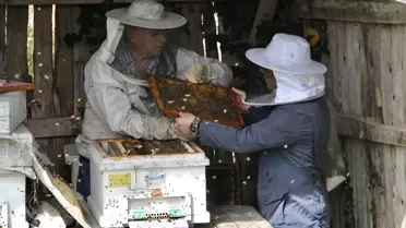 Sinop'ta iklim değişikliği ve gal arısı kestane balı rekoltesini düşürdü