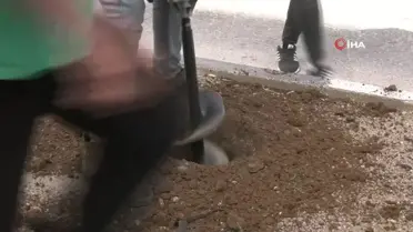 Batı Şeria'da 30 Mart Toprak Günü için 100 zeytin ağacı dikildi