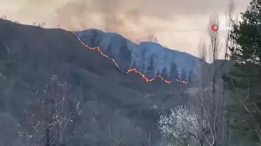 Trabzon'da orman yangını