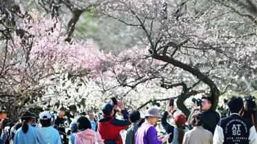 Çin'deki Zhongshan Parkı, erik ağaçlarının çiçek açmasıyla turistlerin ilgi odağı haline geldi
