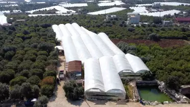 Mersin'de Çift Ürün Hasadı: Üzüm Bağlarının Altında Fasulye Yetiştiriliyor