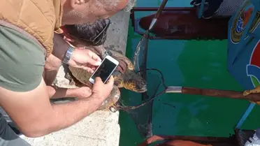 Alanya'da Misinaya Dolanan Caretta Caretta Kurtarıldı
