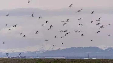 Erzurum'da Doğa ve Yaban Hayatı Canlanıyor