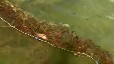 Isparta'da kaçak avcılıkta kullanılan 200 metre uzatma ağı ele geçirildi
