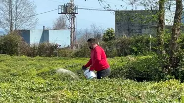 Doğu Karadeniz Bölgesi'nde Çay Üreticileri Sezona Hazırlanıyor