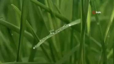 Bakan Yumaklı'dan, peyzaj düzenlemelerinde çim yerine kuraklığa dayanıklı bitki kullanımı için çağrı