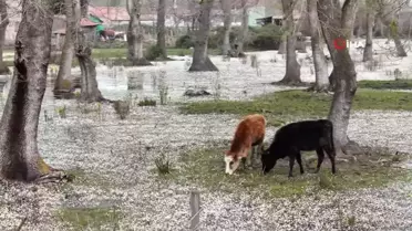 Cennetten bir köşe: Kızılırmak Deltası Kızılırmak Deltası Kuş Cenneti çiçek açtı
