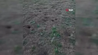 Arpa tarlasını fareler basan üretici 'Zararım çok, yanıyorum'
