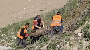 Sinop'ta kıyıya vurmuş üç ölü yunus bulundu