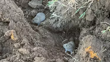 Tarla fareleri Isparta'da çiftçinin arpa tarlasına zarar verdi
