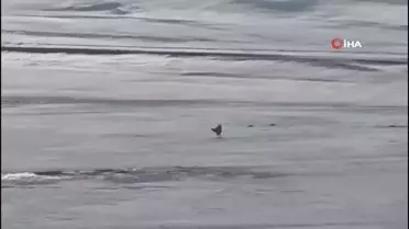 Van'da aç kalan tilkiler karda yiyecek aradı