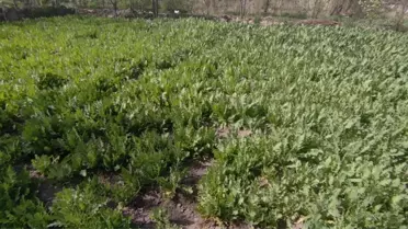 Afyonkarahisar'da uyuşturucu operasyonunda 2 şüpheli gözaltına alındı