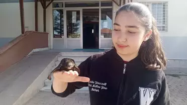 Sivas'ın Şarkışla ilçesinde öğrenciler tarafından ebabil kuşu bulundu