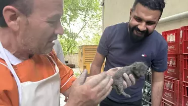 Edirne'de Yangın Sonrası Mahsur Kalan Yavru Kediler İtfaiye Tarafından Kurtarıldı