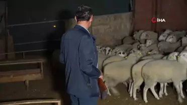 Edirne'de köy halkı kurt nöbeti tutuyor