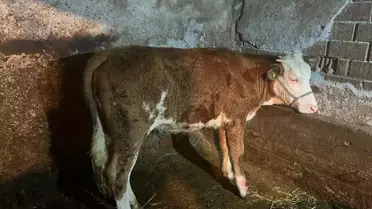 Hidroelektrik Santral Kanalına Düşen İneğin Sahibi Bulundu