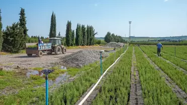 Diyarbakır Orman Fidanlık Müdürlüğü'nde Her Yıl 50 Türde 3 Milyon Fidan Yetiştiriliyor