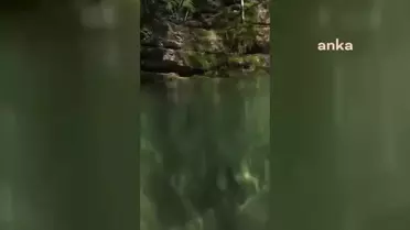 Sinop'ta Kuzey Şeritli Semenderi Doğal Yaşam Alanında Görüntülendi